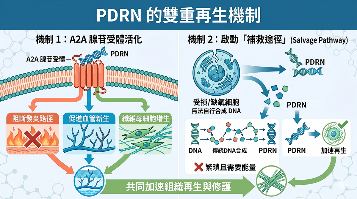 PDRN 作用機制示意圖 02